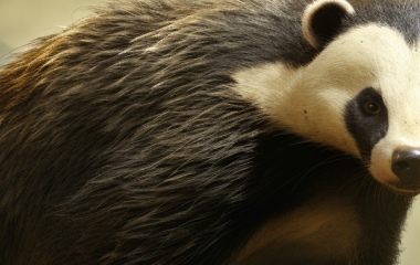 Як відрізнити справжній борсучий жир від підробки: гід для покупців