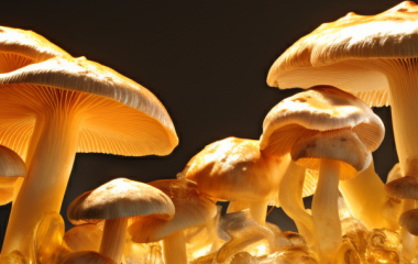 Як відрізнити помилкові опеньки від справжніх: ознаки та фото