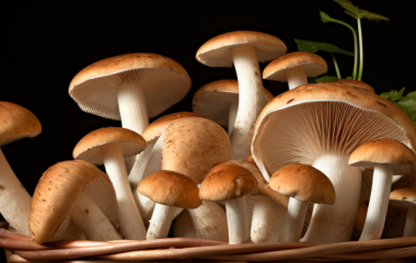 Як відрізнити справжні та хибні печериці: секрети досвідчених грибників